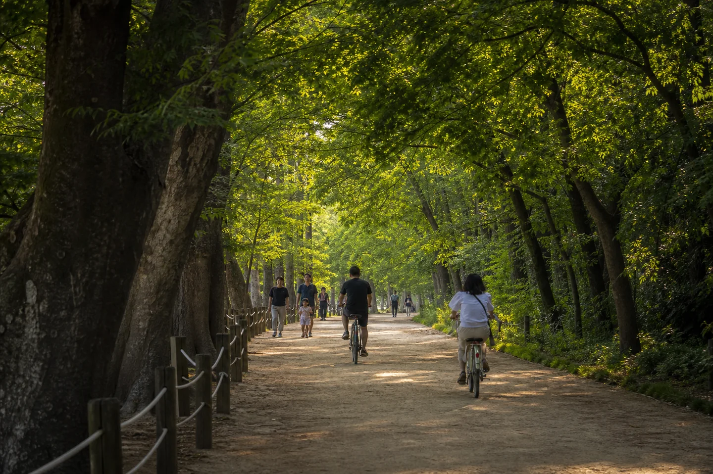 관방제림의 넓은 그늘길을 함께 이용하는 산책객과 자전거