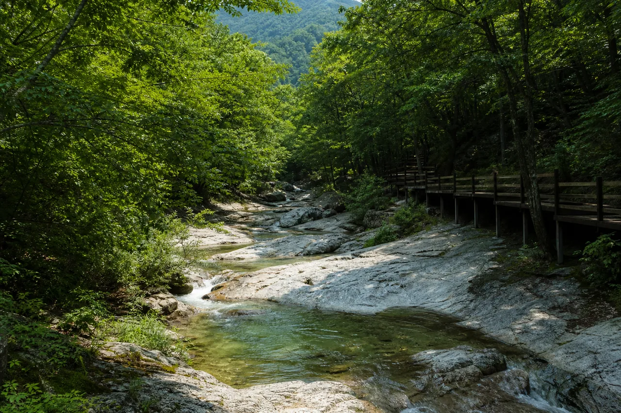 계룡산의 짙은 여름 숲과 밝은 바위 사이로 맑게 흐르는 동학사 계곡