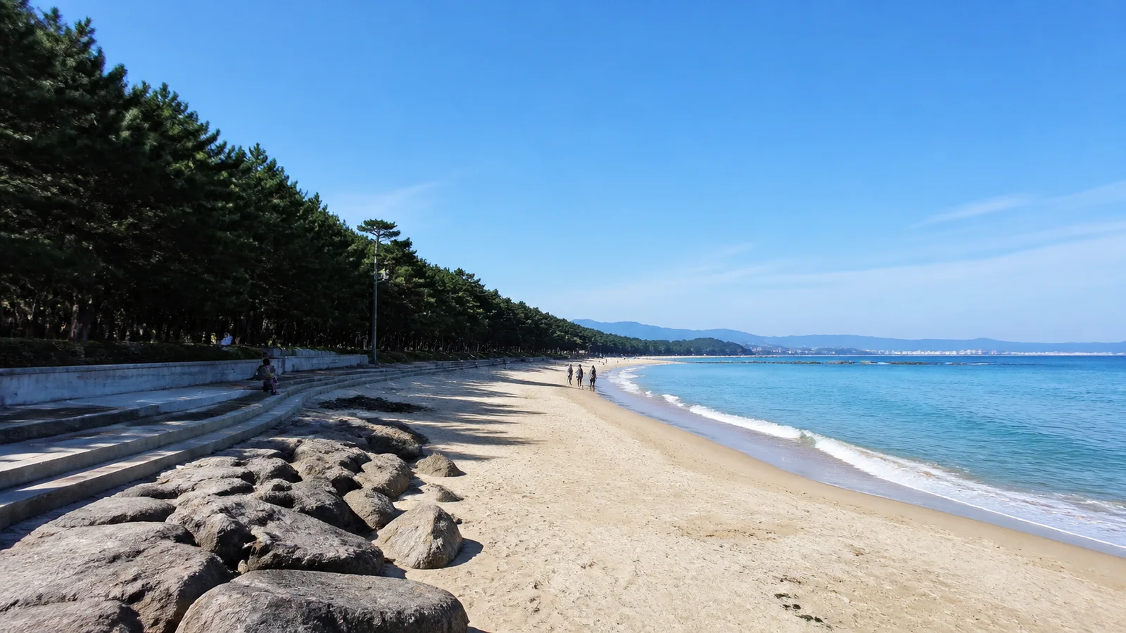 소나무 숲과 넓은 모래사장이 맞닿은 강릉 경포해변