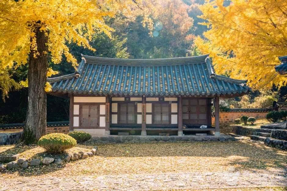 노랗게 물든 은행나무와 기와 건물이 어우러진 함안향교