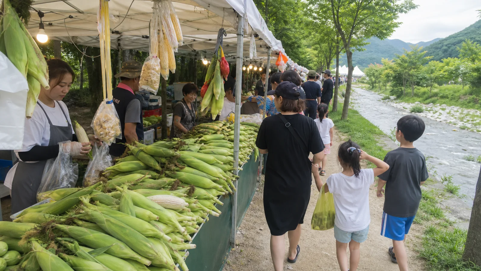 토리숲 강변 판매대에 쌓인 홍천 찰옥수수