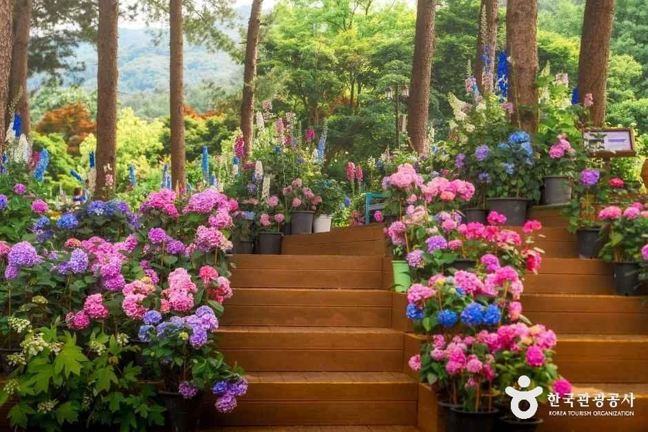 꽃과 나무가 어우러진 가평 아침고요수목원의 가을 산책길