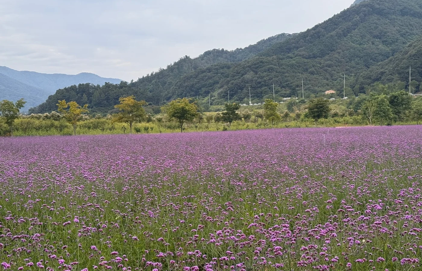 한탄강 생태경관단지에 펼쳐진 가든페스타 꽃밭