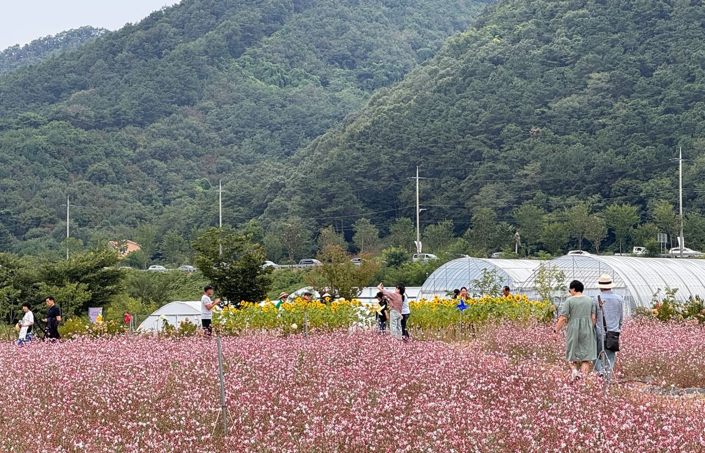 포천 가든페스타에서 꽃길을 걷는 방문객