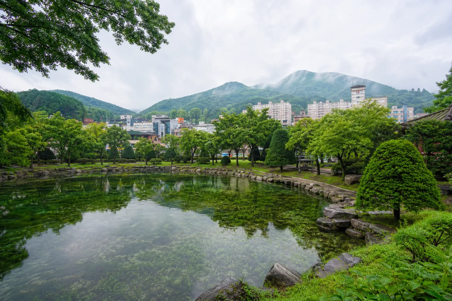 여름 숲과 태백 도심 산자락이 둘러싼 맑은 황지연못 풍경