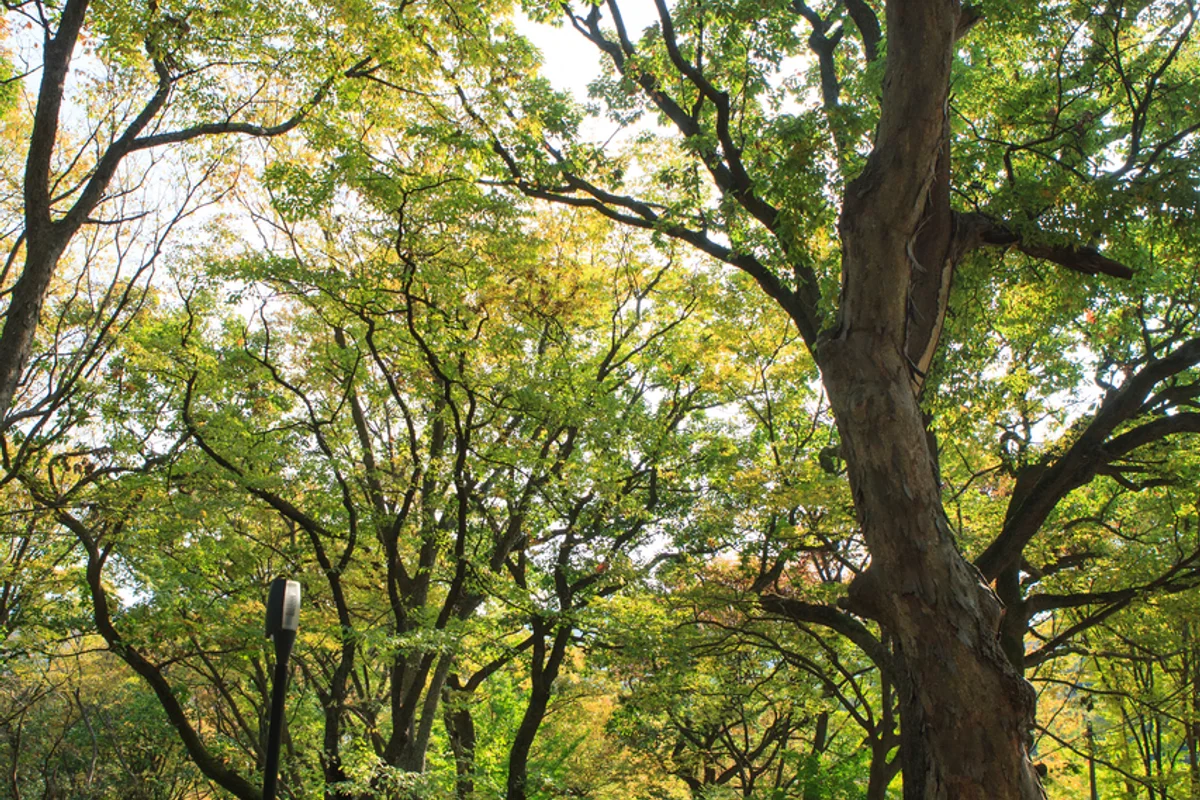 오목공원 - 목동등산 여행